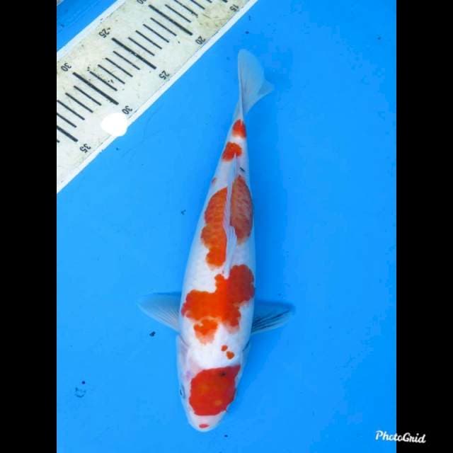 Maruten Showa Tategoi , 32cm 