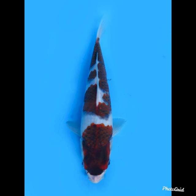 Goromo Original , 24cm