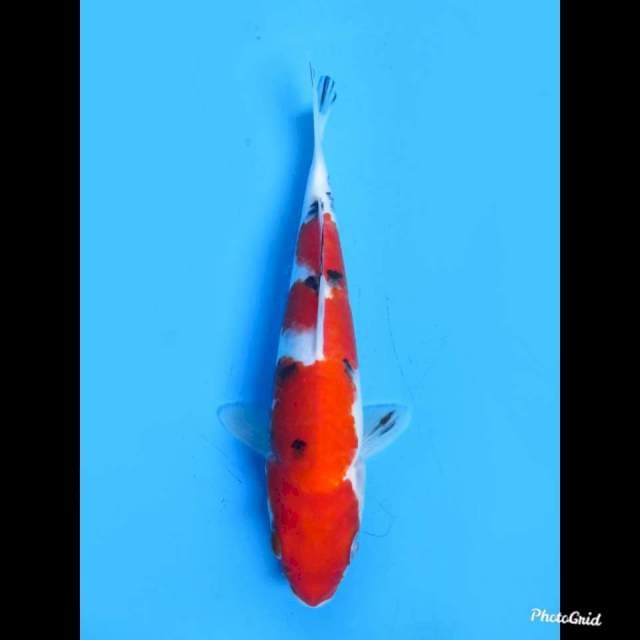Red Sanke , 25cm 