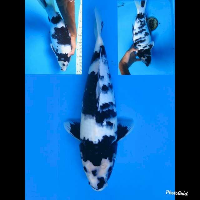 Putih Salju - Jumbo Tosai Shiro , 40cm