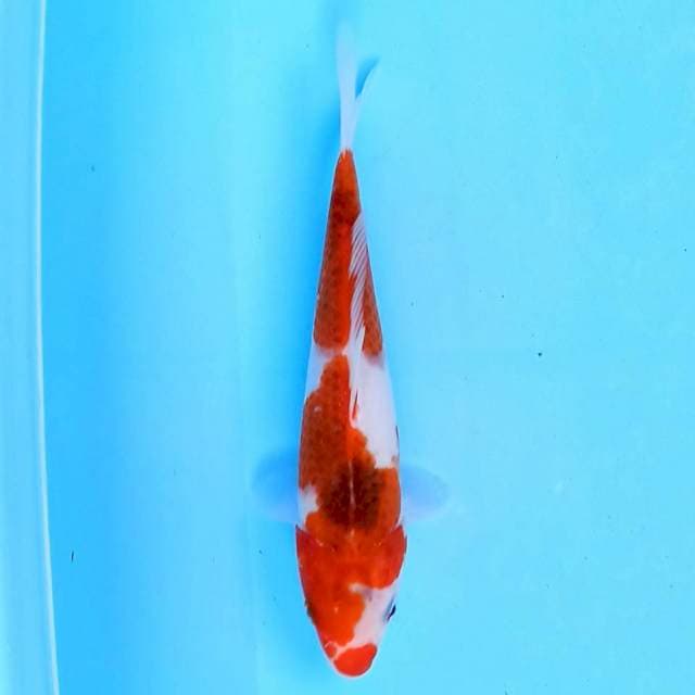 Goromo 19 cm