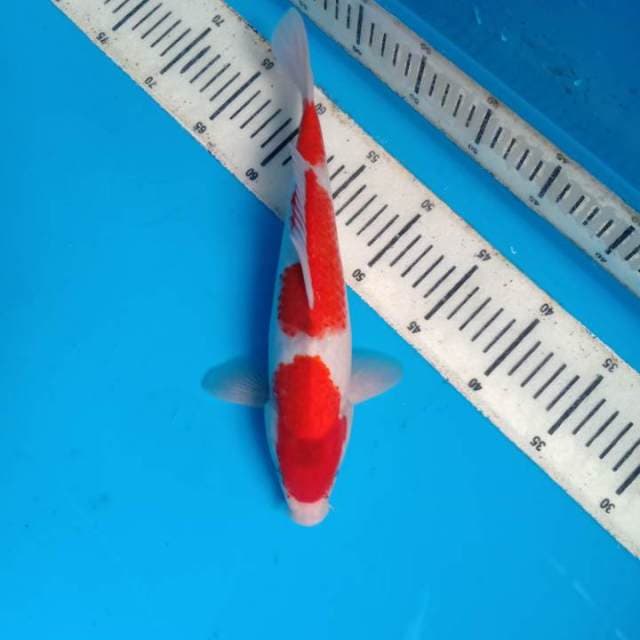 Kohaku