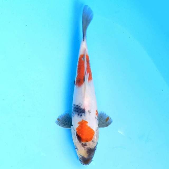 Showa 20 cm