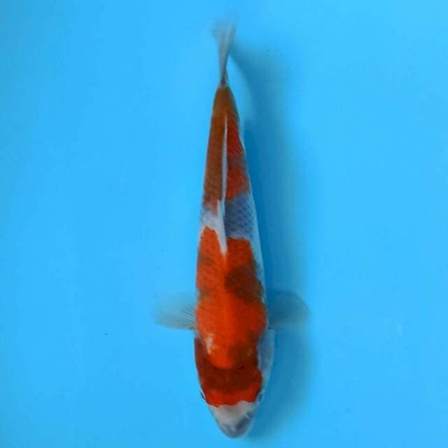 Showa 21 cm
