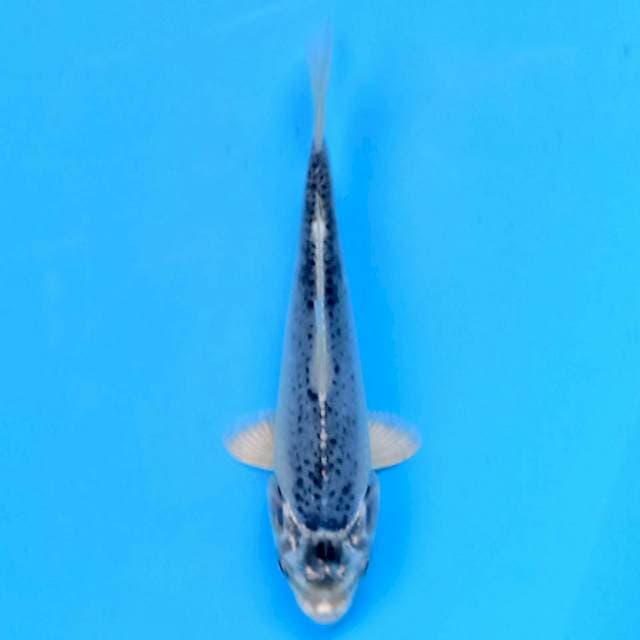 Matsuba 15 cm