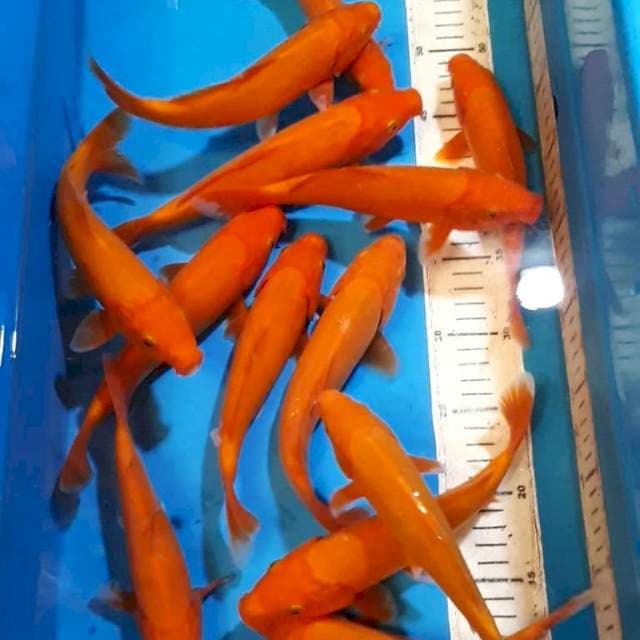 BENIGOI 19-24 CM 14 EKOR