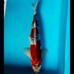 Ghosiki 37 cm male