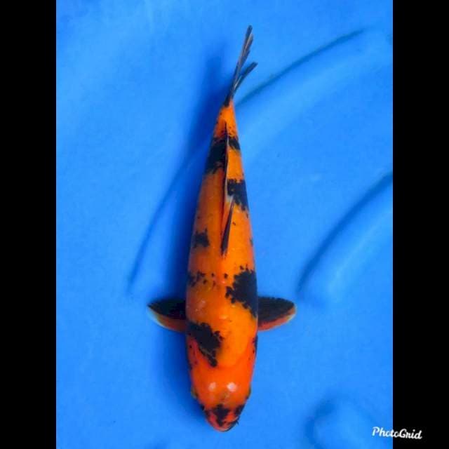 Hi Utsuri , 33cm
