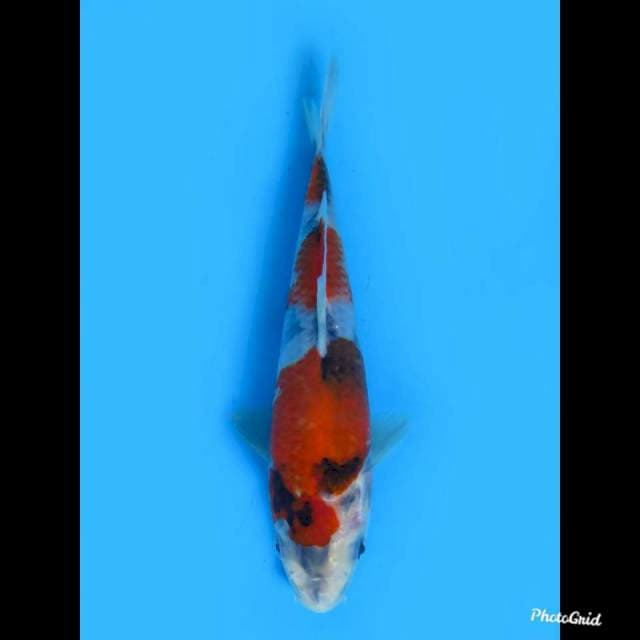 Spesial Tategoi Showa , 20cm 