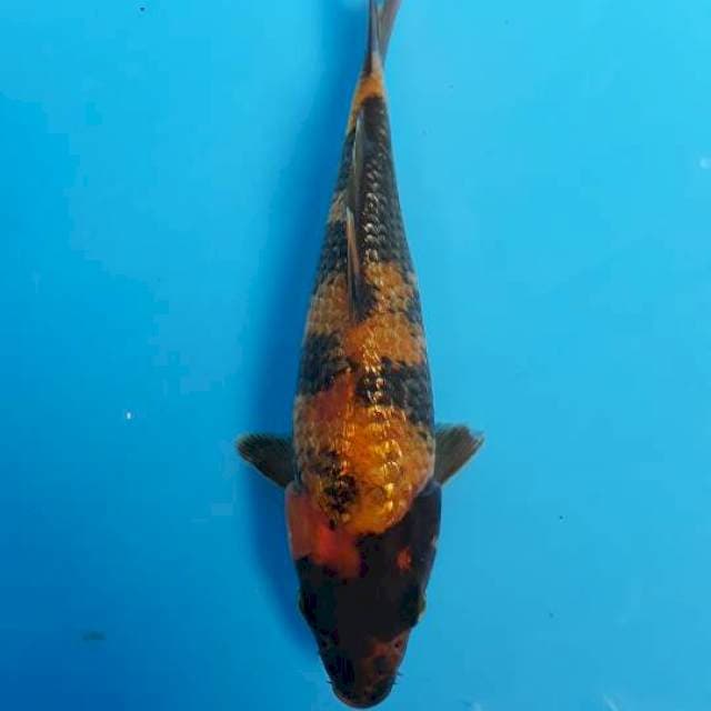 Hiugin 19
