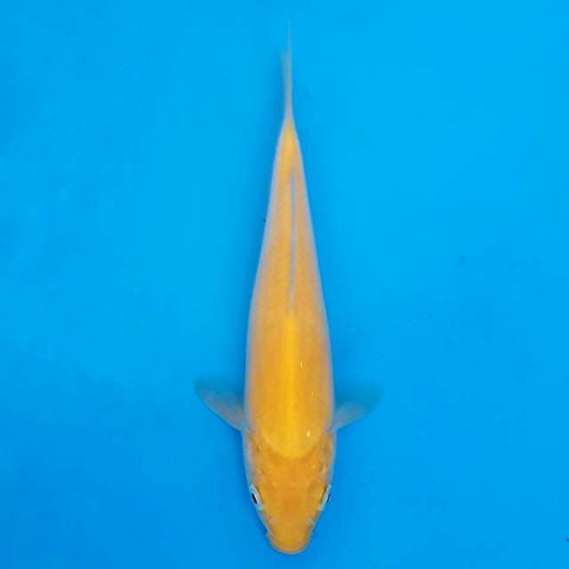 F1 akame marusei 19cm