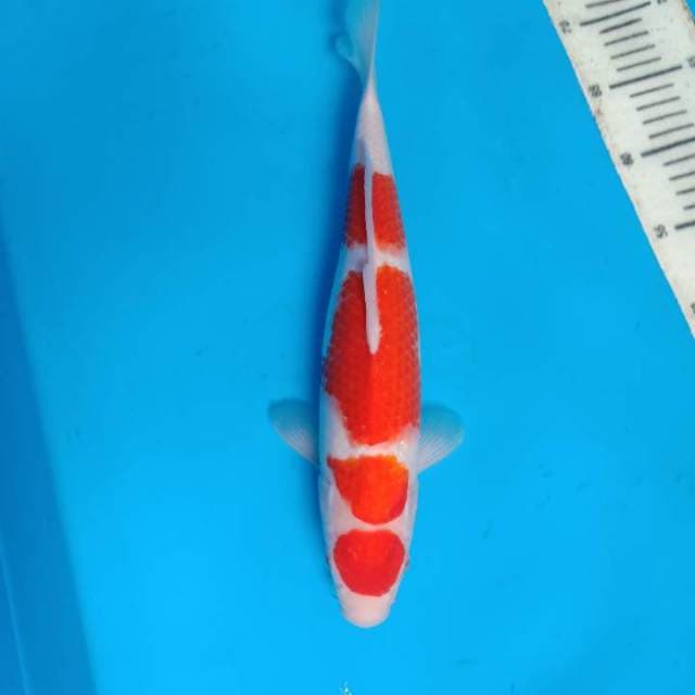 Kohaku