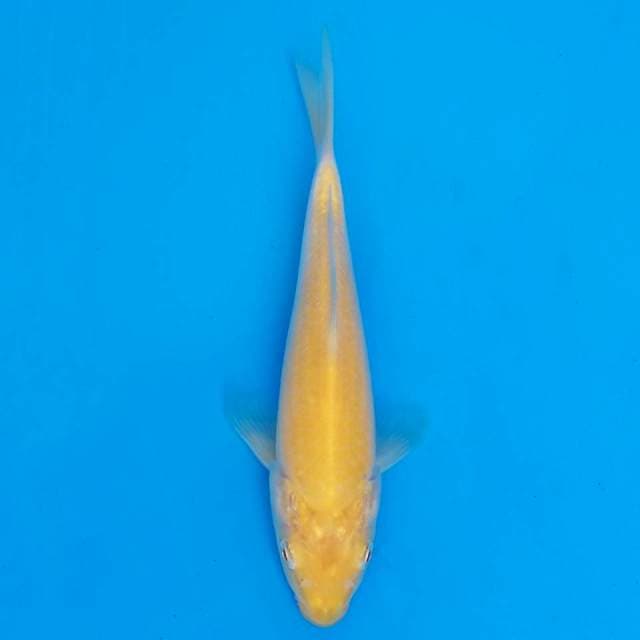 F1 akame marusei 17cm