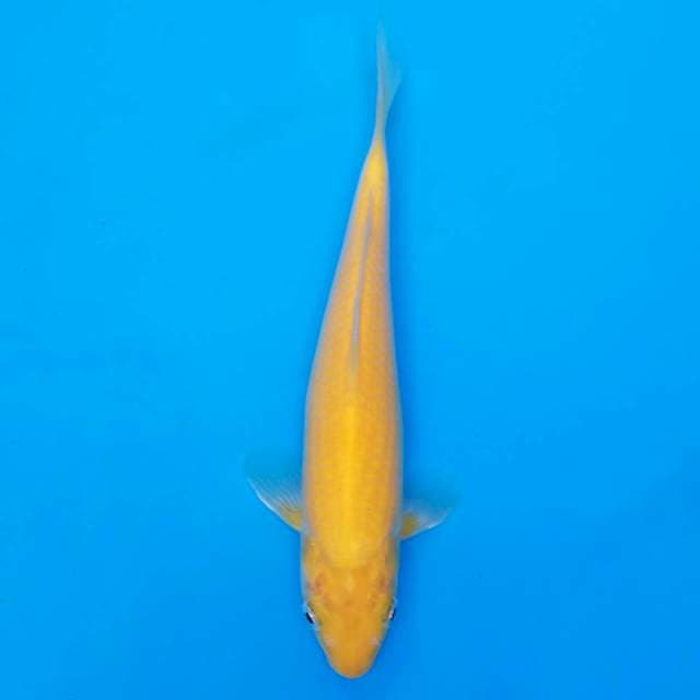 F1 marusei 21cm (kepala dekik)