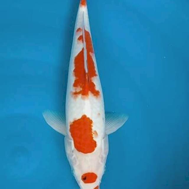 St.kohaku 