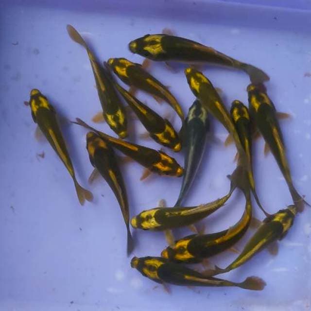 Mix kabutho 15ekor (13-15cm) 