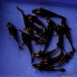 Mix kabutho 15ekor (13-15cm) 