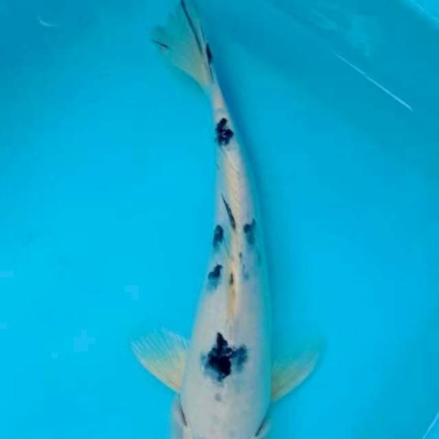 Bekko 28cm