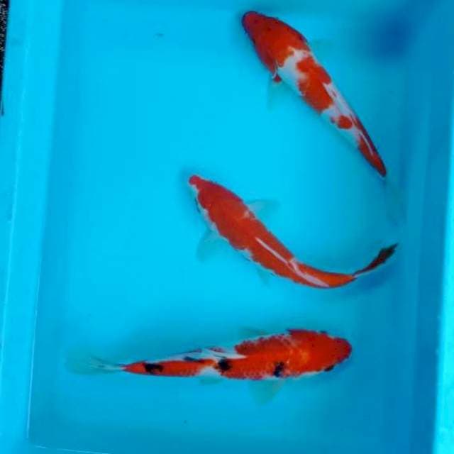 Kohaku sanke 