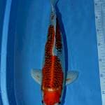 Kujaku 45 cm