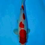 Kohaku 35 cm