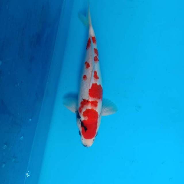 Showa