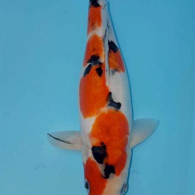 Sanke Doitsu 25 cm