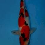 Sanke Doitsu 25 cm