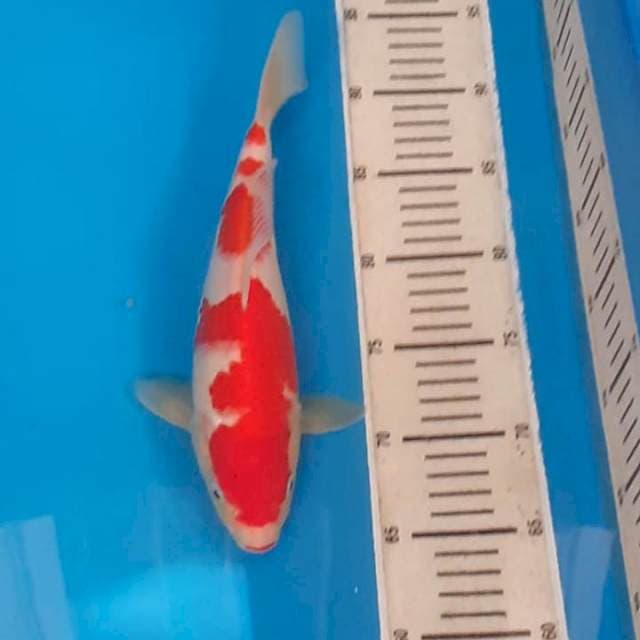 Kohaku kuchibeni 30bu ๐๐