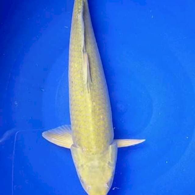 St.Midori jumbo bulky 40 up