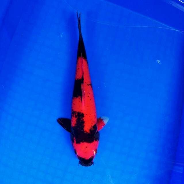 Hi utsuri 28 cm