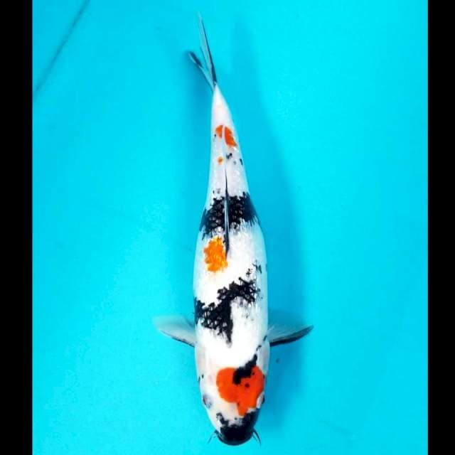 KINDAI SHOWA GINRIN 36 CM
