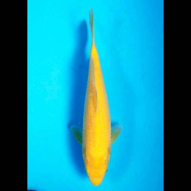 KARASHI RED EYE 28 CM
