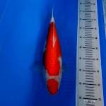 Kohaku ori bulki 40 bu