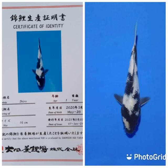 Shiro dainichi tosai