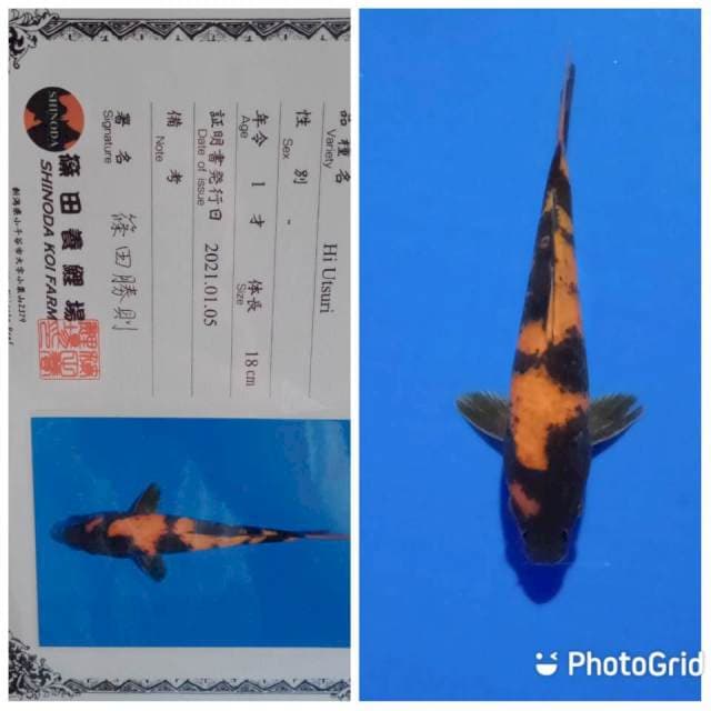 Hi utsuri shinoda farm