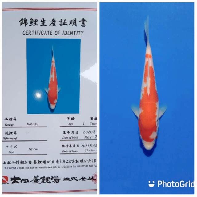 Kohaku dainichi farm