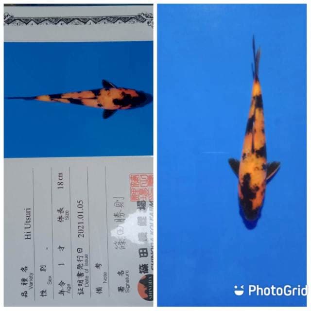 Hi utsuri shinoda tosai