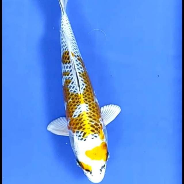 KUJAKU # 25CM