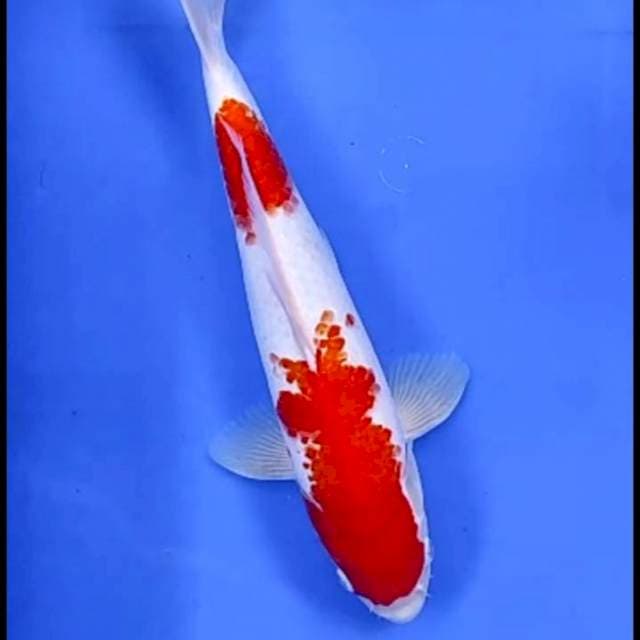 KOHAKU STRONG # 33CM