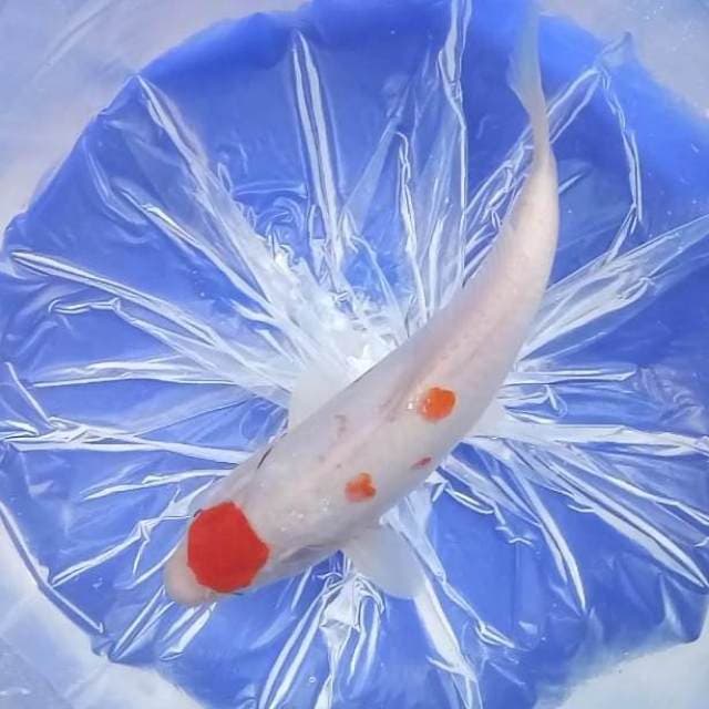 MARUTEN KOHAKU # 28CM