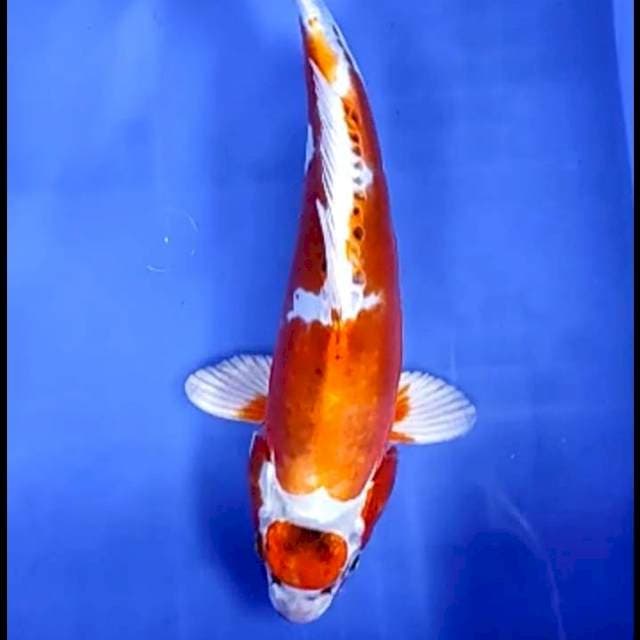 MARUTEN KIKO # 30CM