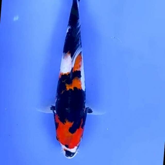 SHOWA MOTOGORO # 25CM