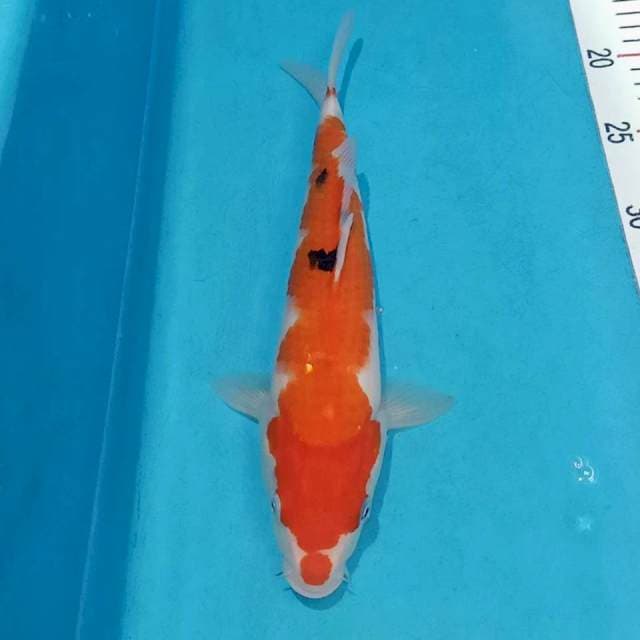 Sanke kucibeni 29cm