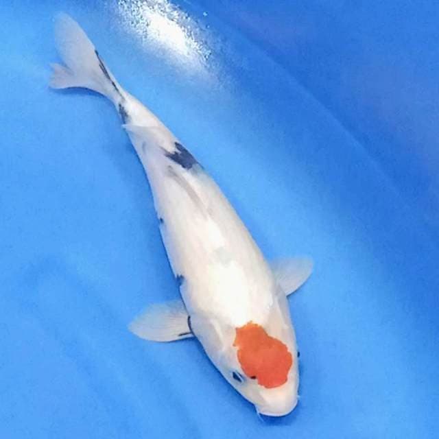 Tancho Showa punuk 30cm