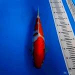 Sanke original 36 cm