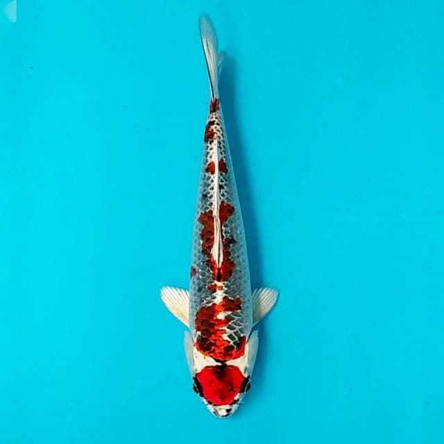 Maruten kujaku merah 25cm 