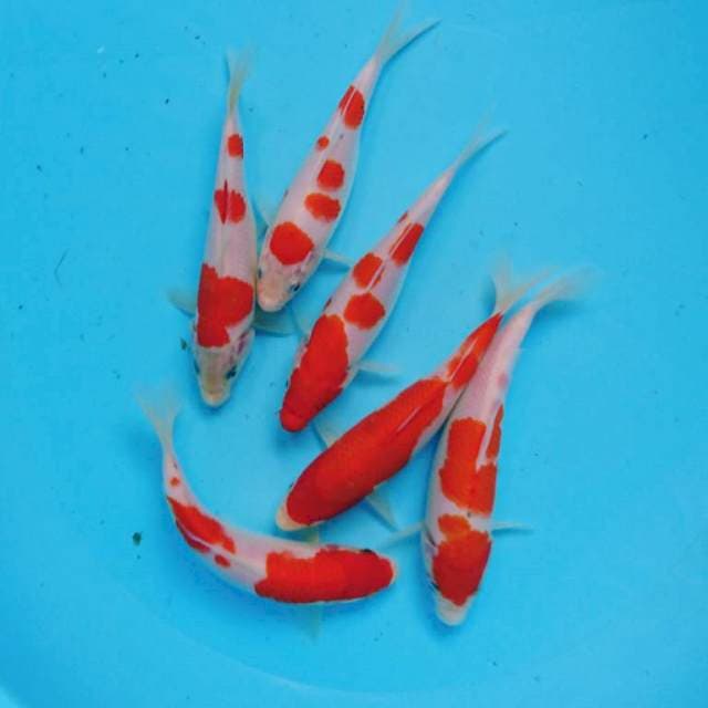 PAKET KOHAKU STRONG (6 ekor)