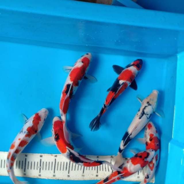 Mix koi 7 ekor