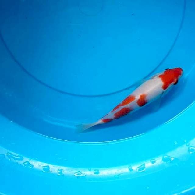 Kohaku 20bu 